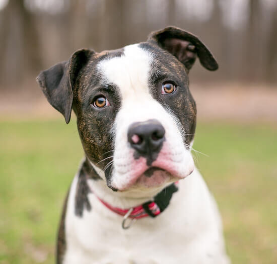 American bulldog for store sale